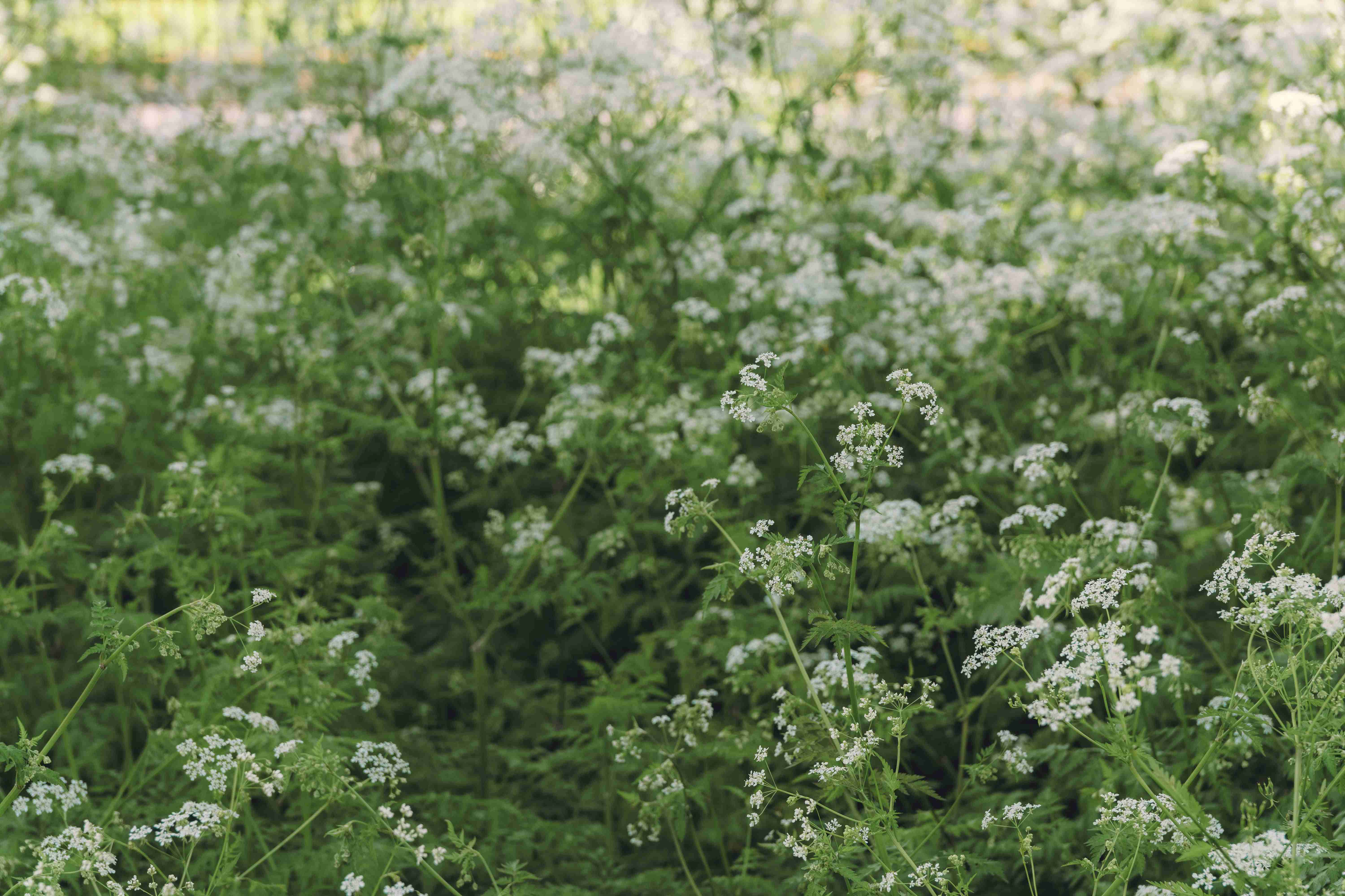 Flowers In Spring